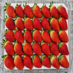 [영팜올드팜] 딸기 설향딸기 농장직송 산지직송 논산 당일수확 설향15구