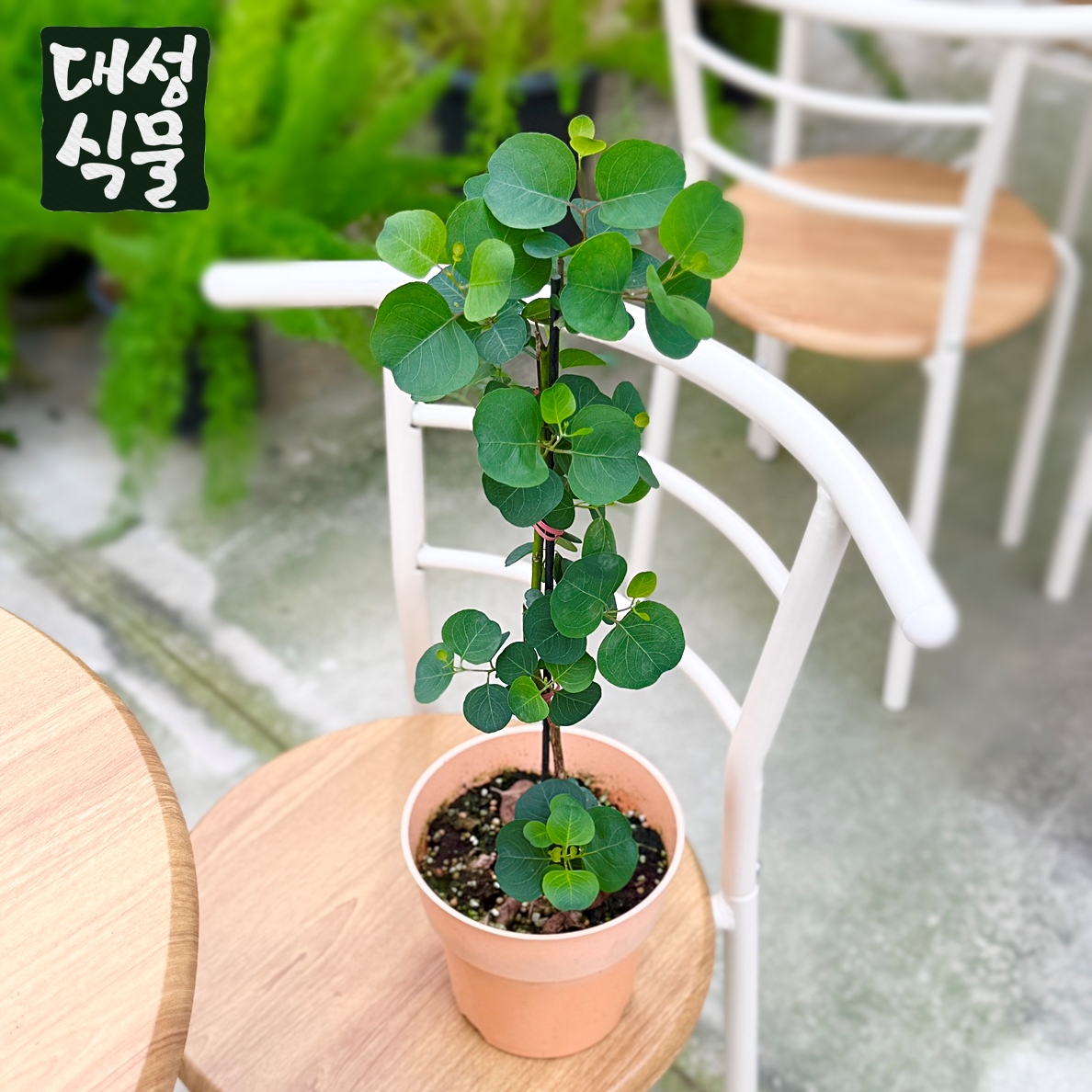 유칼립투스 폴리안 (H60) 중품 비염에 좋은 실내 공기정화식물 습기제거식물 대성식물