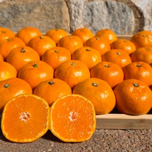 제주 노지 고당도 비가림 감귤 10kg 5kg 타이백 하우스 타이벡