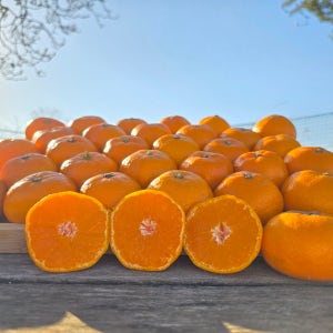 제주 감귤 노지 카라향 타이백 타이벡 비가림 하우스 밀감 10kg 5kg 제철과일