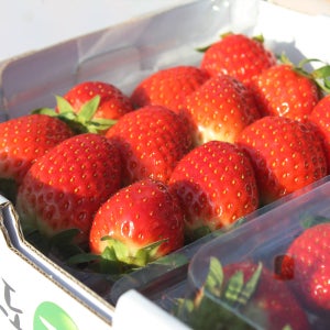 오늘수확한 하동 옥종농협 설향 딸기 1kg,2kg 생딸기