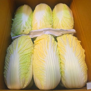 알배추 쌈배추 6통 당일경매도매가제공