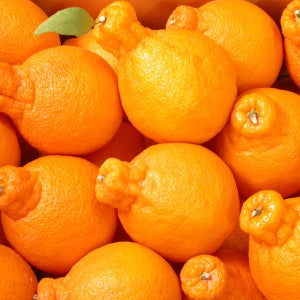 제철 가정용 제주 한라봉 산지직송 중과, 2.5kg, 1개