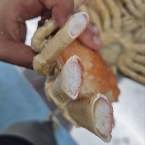 러시아 대게 자숙 특대 마가단대게 3kg2-3미 꽉찬 수율