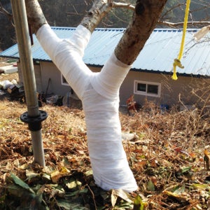 트리맘 트리케어 나무 월동준비 동해방지 수목 보온재 방한포 100롤
