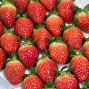 고당도 달콤 설향 딸기 겨울 제철 딸기 산지직송 1.6kg