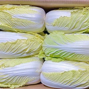 알배기 배추 싱싱한 신선 야채 업소용 수입 10kg 12통