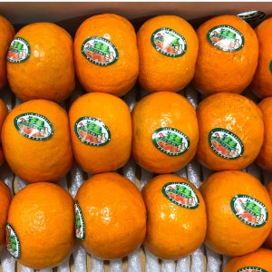 제주 조생 노지감귤 타이벡감귤 불로초 제라진 고당도 귤10kg 든든한농부