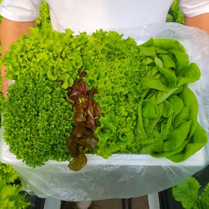 유러피안샐러드 쌈채소 1kg 버터헤드 미니 로메인 바타비아 멀티리프 크리스탈