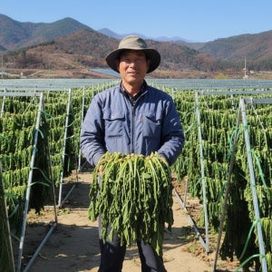 산지직송 강원도 양구 펀치볼 삶은시래기 200g, 15개