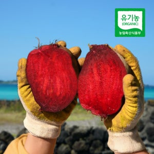 제주 유기농 레드비트 5kg, 1개
