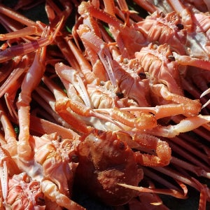 국산 활 대게 3미 5미 생물 활발송