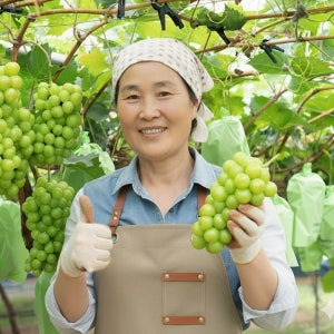 산지직송 경북 영천 실속형 고당도 씨없는 포도 샤인머스켓 4kg, 5개