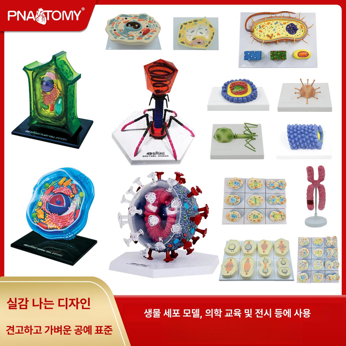 바이러스 구조 모형 교구 미생물 분류 만들기 조립품 신종 <b>코로나</b> 5x5x8 크리스탈 조각