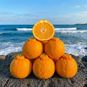 신품종 고당도 써니트 한라봉 레드향 10kg 5kg 3kg 선물 세트 가정용 노지 카라향