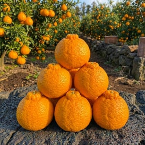 제주 고당도 써니트 한라봉 레드향 10kg 5kg 3kg 선물 세트 가정용 노지 카라향