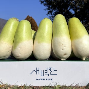 제주 월동무 세척 겨울무우