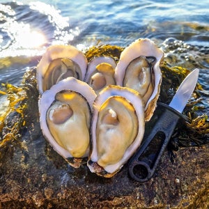 제철 프리미엄 수율보장 굴 각굴 개체굴 생굴 석화 산지직송 남해 통영