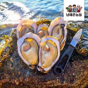 제철 프리미엄 굴 각굴 개체굴 생굴 석화 산지직송 남해 통영