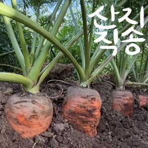 제주 흙당근 햇 구좌 당근 국산 주스용 중품, 10kg, 1개