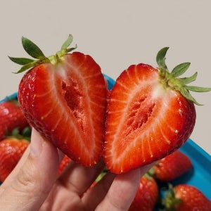 킹콩농수산 임헌남 뒤영벌 설향 프리미엄 산지직송 생딸기 750g