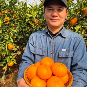 제주 천혜향 3kg 5kg [백화점 납품용] 고당도 명절 선물용 실속형 특상품 가정용