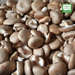 버서시오 무농약 표고버섯 파지 5kg, 1개