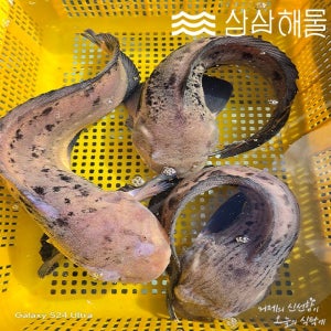 당일조업,당일경매 거제도 물메기,물곰1마리