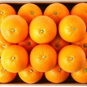 제주도 천혜향 명품선물세트 프리미엄 대과