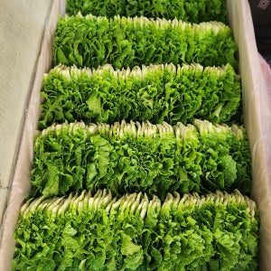 싱싱한 잎쌈배추 [특품] 1kg 2kg