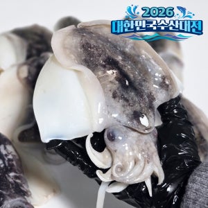 국내산 손질 갑오징어 급냉 3-6미 1kg [꼬복상회]