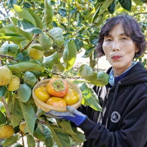 [봄꽃농장] 경남 단감 감 아삭하고 달콤한 선물용 5kg 10kg