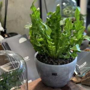 풀집 코브라아비스 피엘티지 XL 키우기 쉬운 공기정화식물 고사리