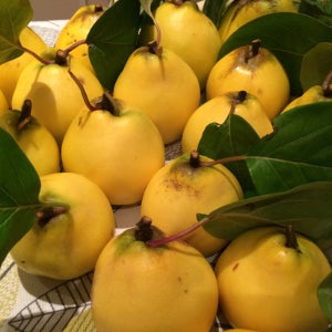 마르멜로 퀸스 서양모과나무 묘목 접목 1년생