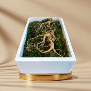 자연 장뇌삼 산양삼 강원도 산양산삼다당체 15년근 3뿌리