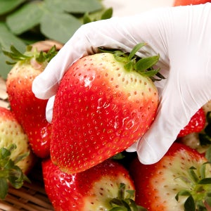 논산 스마트팜 딸기 킹스베리