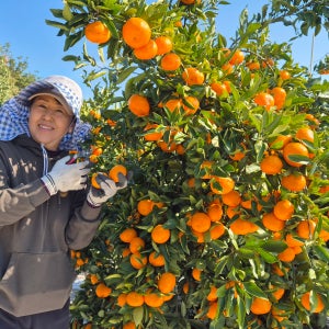 제주 서귀포 산지직송 고당도 조생 타이벡 감귤 5kg 10kg 선물용 가정용