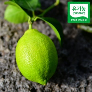 유기농 제주레몬 [당일수확] 국내산 제주도 친환경 생레몬 중대과, 10kg, 1개