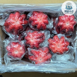 필리핀 숙회 냉동 자숙문어 10kg 업소용 돌문어 손질 타코야끼 문어다리