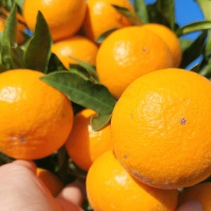 레드향 천혜향 한라봉 황금향 조생 감귤 만감류 선물세트