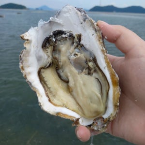 자연산 삼배체굴 벚굴 바위굴 경남통영 산지직송 4kg