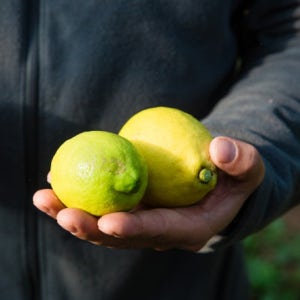 제주에서 키운 신선한 유기농 레몬 2kg / 3kg