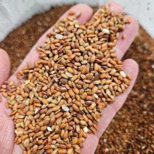 국산 홍미 5kg 빨간 붉은 쌀 2kg 10kg 잡곡 경북 영천 산지직송