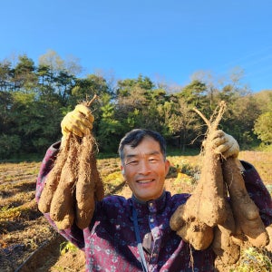 참마 병마 산마 경북 영주/안동마