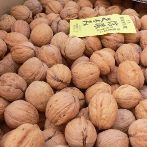 신령 호두나무묘목 실생 1년생 왕호두 고수확량