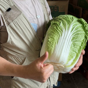 신선 배추 6포기 김장배추 생배추 업소용 수입 15kg내외