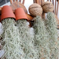 수염틸란드시아 미세먼지 공기정화식물 먼지먹는식물