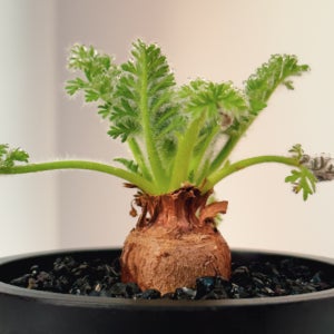 다육 아프리카희귀 미니식물 페라고늄 아펜디쿨라텀 공기정화 결혼축하집들이 선물 테이블소품