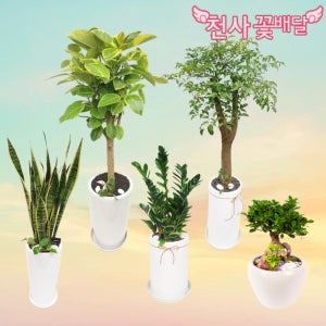 의왕개업화분배달 의왕시 승진화분 전국 천사꽃배달