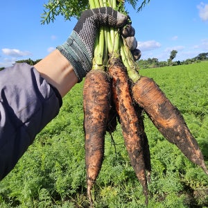 제주 구좌 당근 흙당근 햇당근 비세척 5kg 10kg